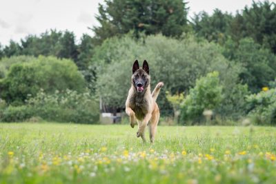 Chien dans le parc de la SPA de Loire Atlantique.