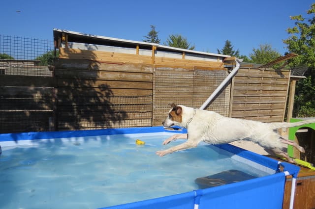 Chien se baignant dans une piscine de l'association Sans Collier Provence.