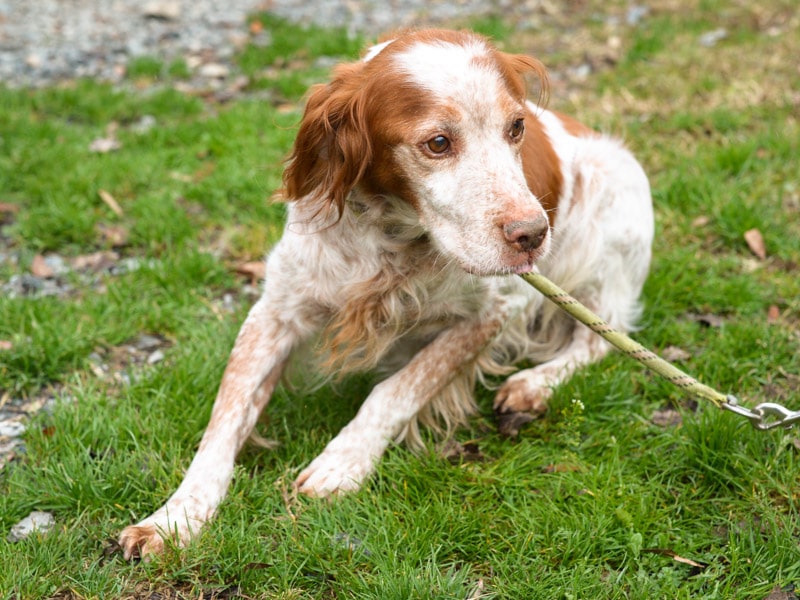 Chien recueilli au refuge de l'ASPAC