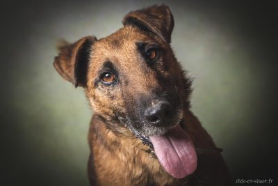 Chien recueilli au refuge de la SPA de Cognac