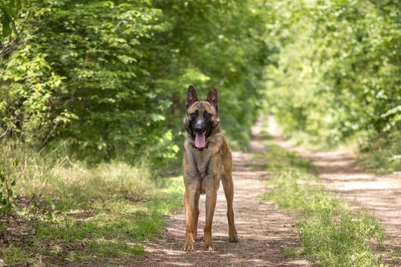 Chien recueilli au refuge de la SPA de Haguenau.