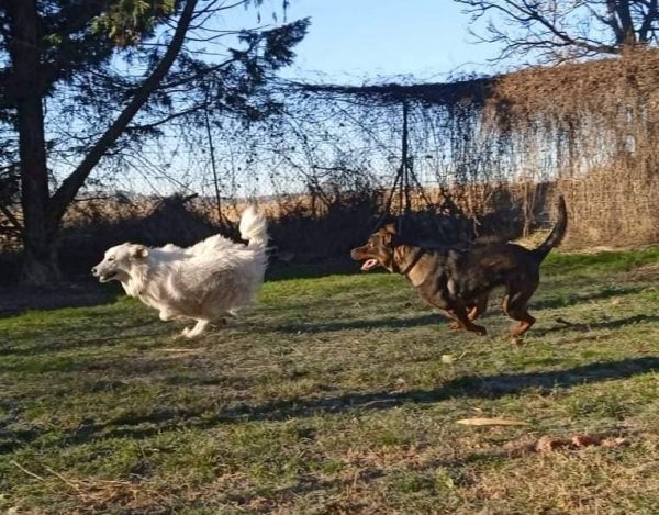 Chiens jouant dans le parc extérieur de l'ASPA de Manosque