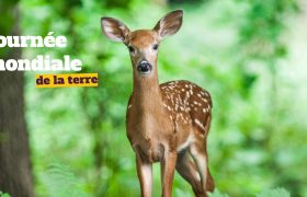 Le 22 avril fête chaque année la journée mondiale de la terre.