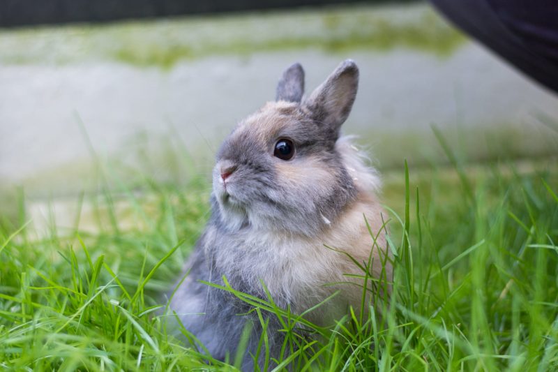 Lapin accueilli par la SPA de Loire Atlantique.