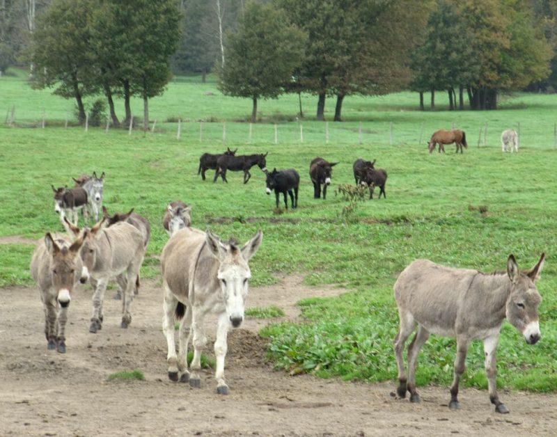 Parc des ânes recueillis au refuge de l'ADADA