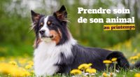 Comment prendre soin de son animal durant la saison du printemps ?