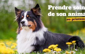 Comment prendre soin de son animal durant la saison du printemps ?