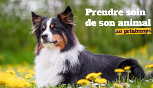 Comment prendre soin de son animal durant la saison du printemps ?