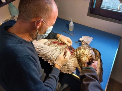 Soins réalisés sur une buse blessée par des barbelés.