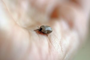 Attention, la tique peut transmettre des maladies graves à votre animal de compagnie. 