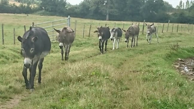 Ânes sauvés par la ferme des animaux sauvés de la mort.