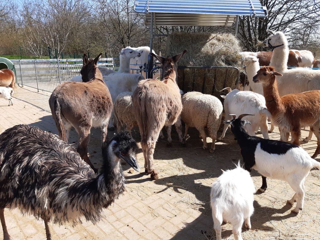 Animaux pris en charge par le refuge de l'Arche de Noé