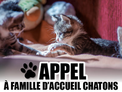 Appel à des familles d'accueil pour les chatons de la SPA de la Haute-Vienne