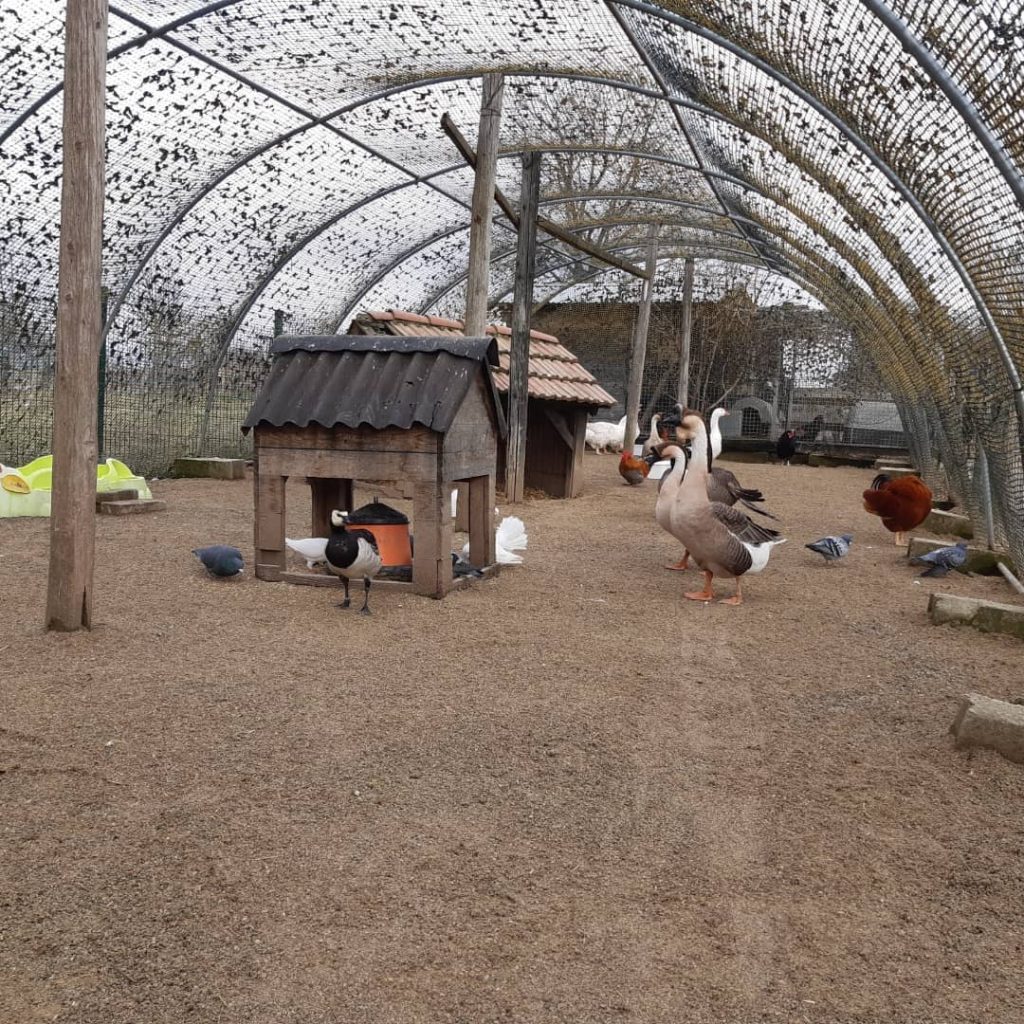 Animaux de la basse-cour pris en charge par le refuge de l'Arche de Noé