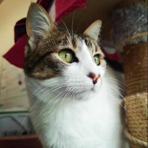 Blanca, chat de 3 ans à l'adoption à la SPA de Strasbourg