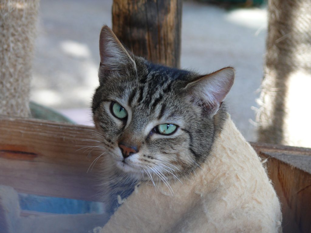 Chat adopté à la SPA d'Armor