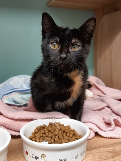 Chat adopté à la SPA du Giennois, refuge La Fontaine