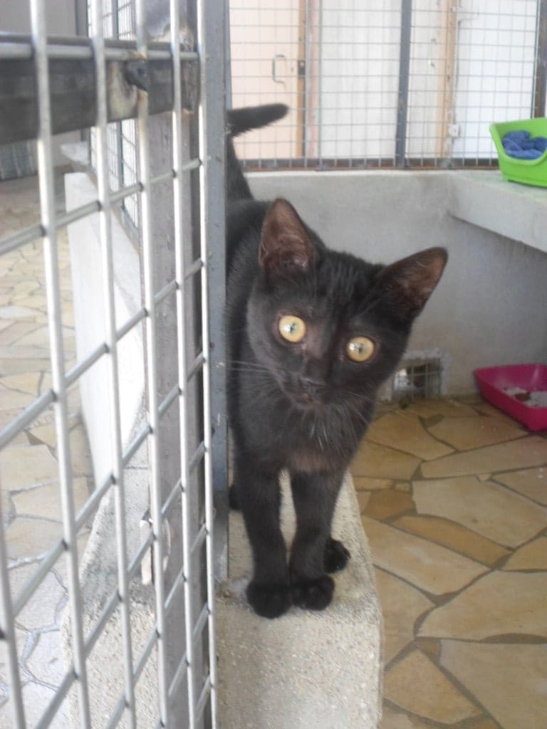 Chat à l'adoption à la SPA des Pyrénées-Orientales