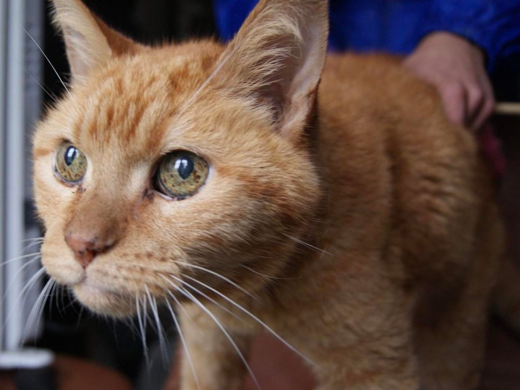 Chat adopté au nouveau refuge-SPA de Hautes-Pyrénées