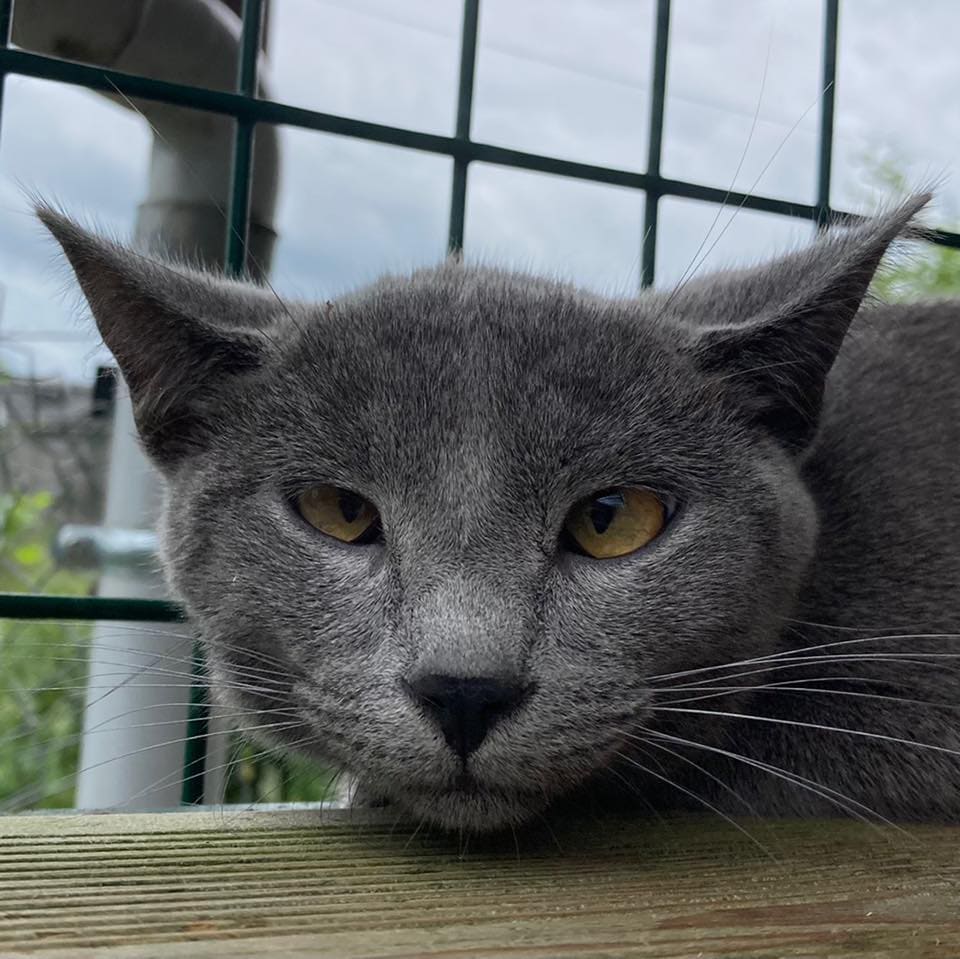 Chat adopté au sein du refuge Annie Miniau - ADPA Gueugnon