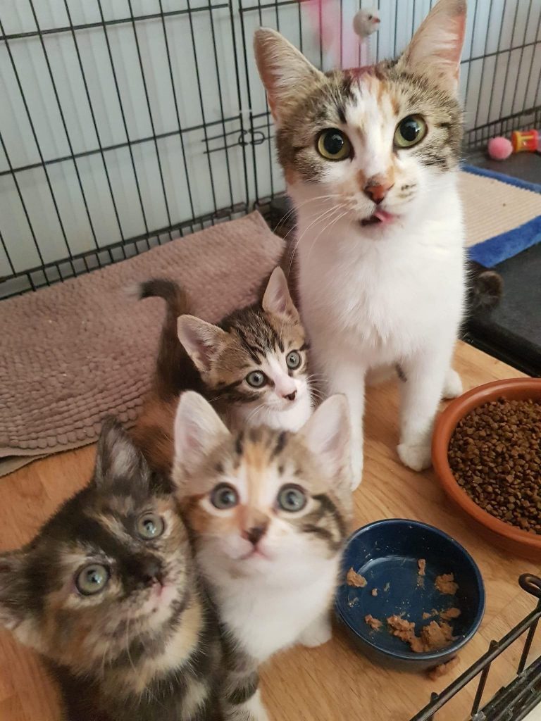 Chats pris en charge par l'association féline de Cergy-Pontoise - AFELP