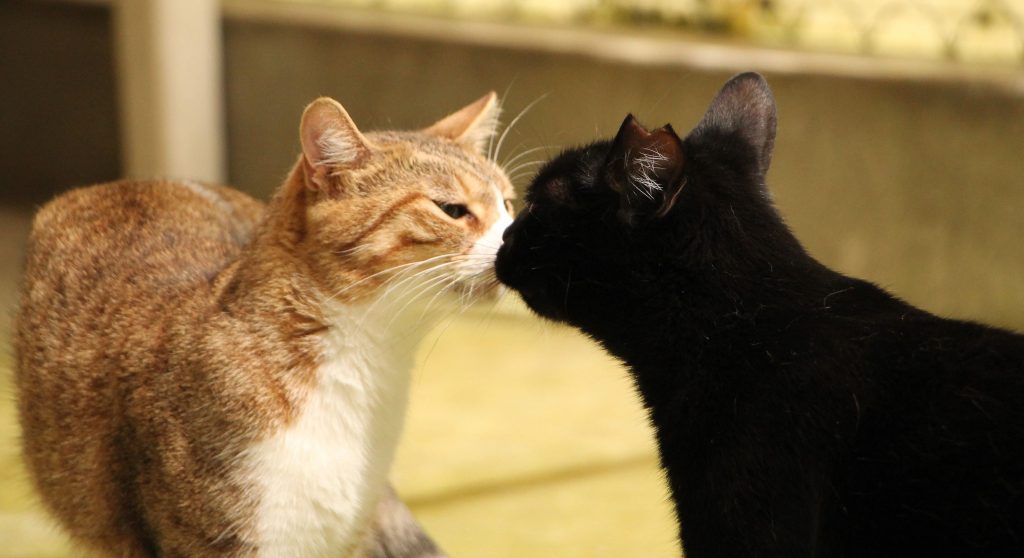 Chats adoptés à la SPA de Savoie