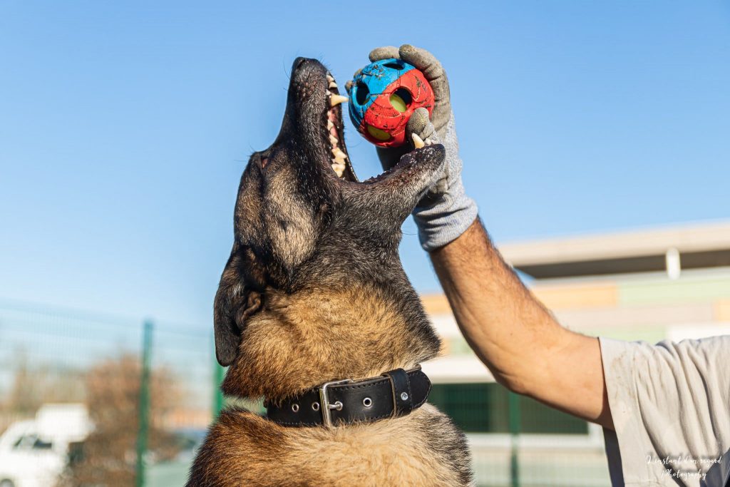 Chien adopté à la SPA de Colmar et environs