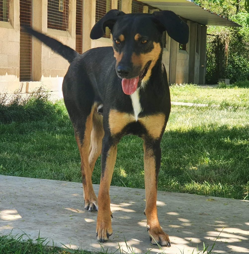 Chien adopté à la SPA du Giennois, refuge La Fontaine