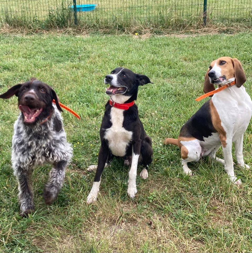 Chiens adoptés au sein du refuge Annie Miniau - ADPA Gueugnon