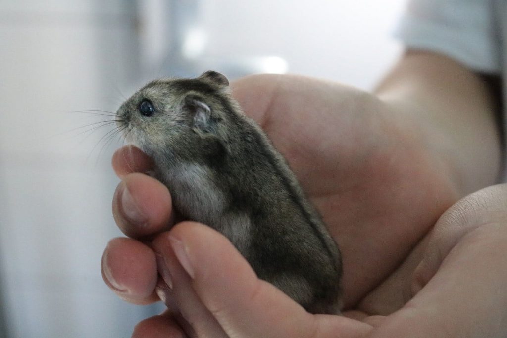 Hamster adopté à la SPA de Colmar et environs