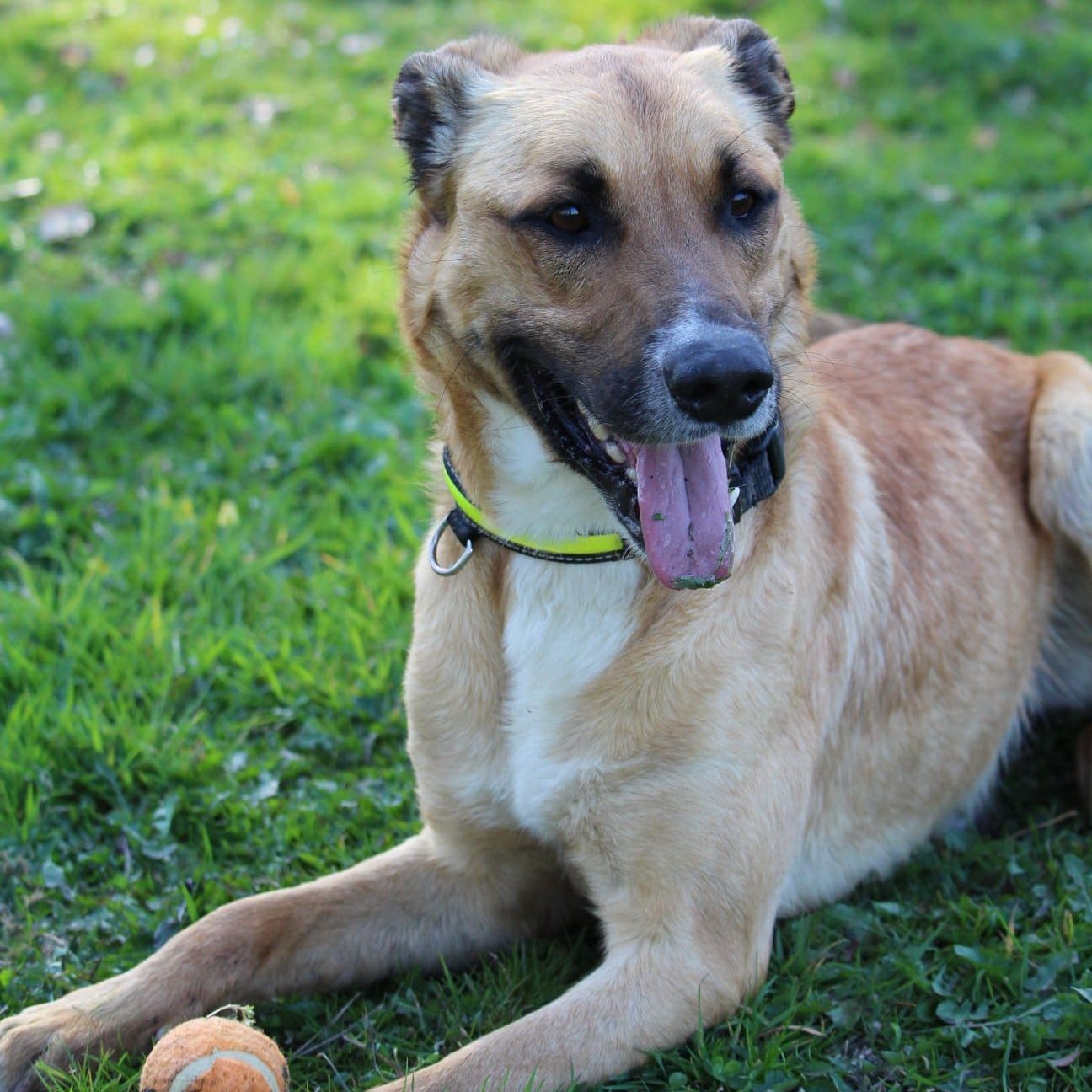 Hutch, chien adopté au refuge de Sassay