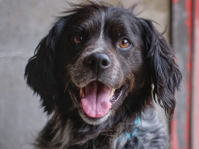 Iasos, chien adopté à la SDAC - refuge à Touques