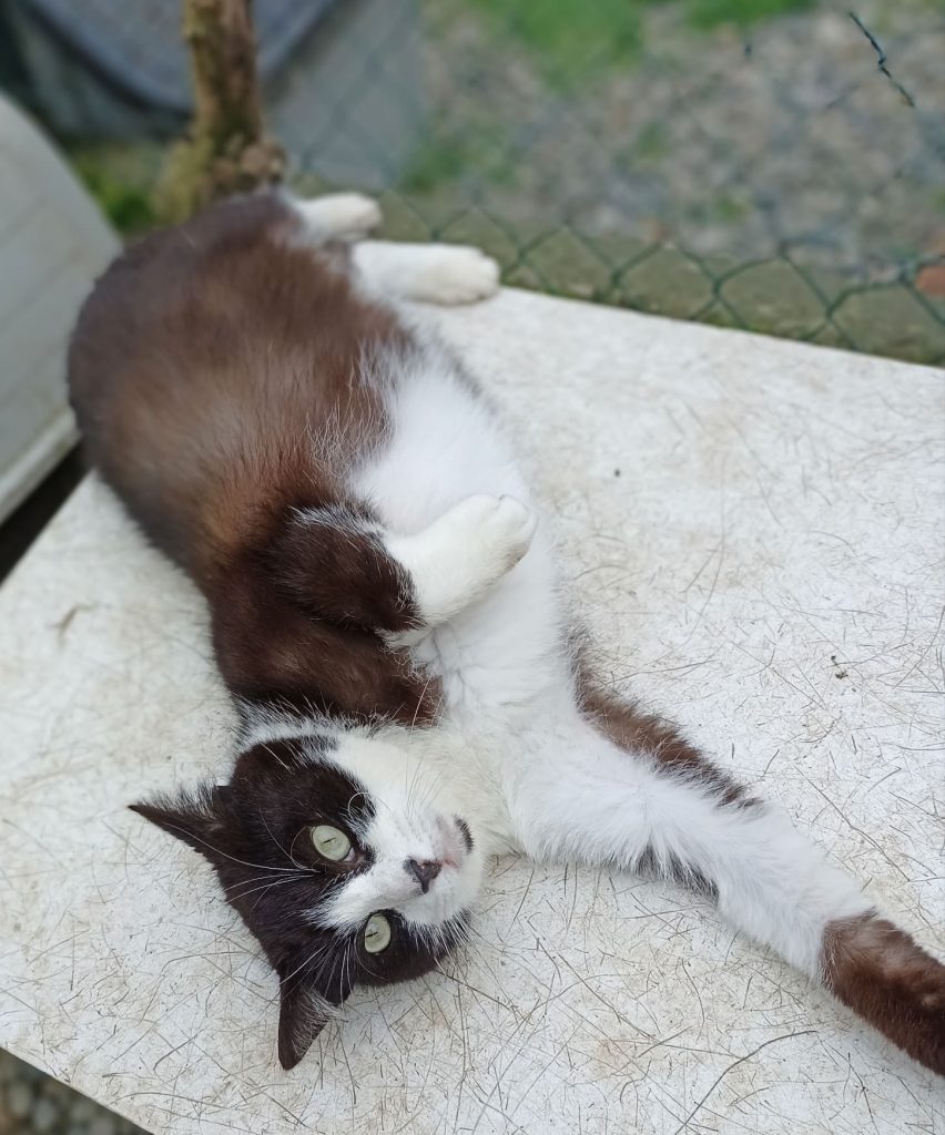 Lucius, chat adopté au sein de l'ATPA - SPA de Toulouse