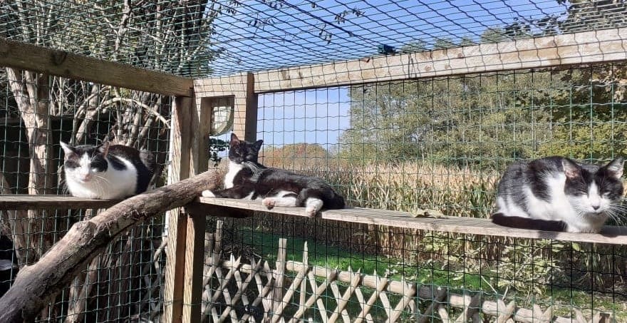 Chat au sein du refuge de l'association Animaux en détresse