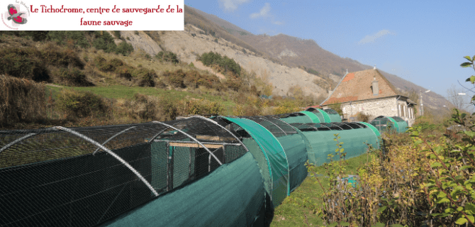 Volières du Tichodrome, centre de soins pour la faune sauvage