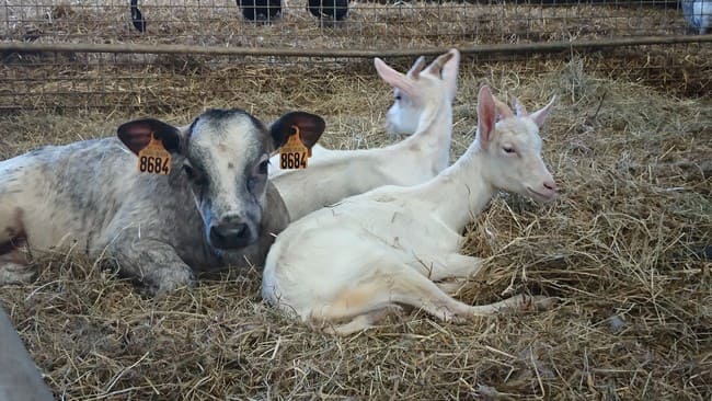 Veau et chèvres sauvés par la ferme des animaux sauvés de la mort.
