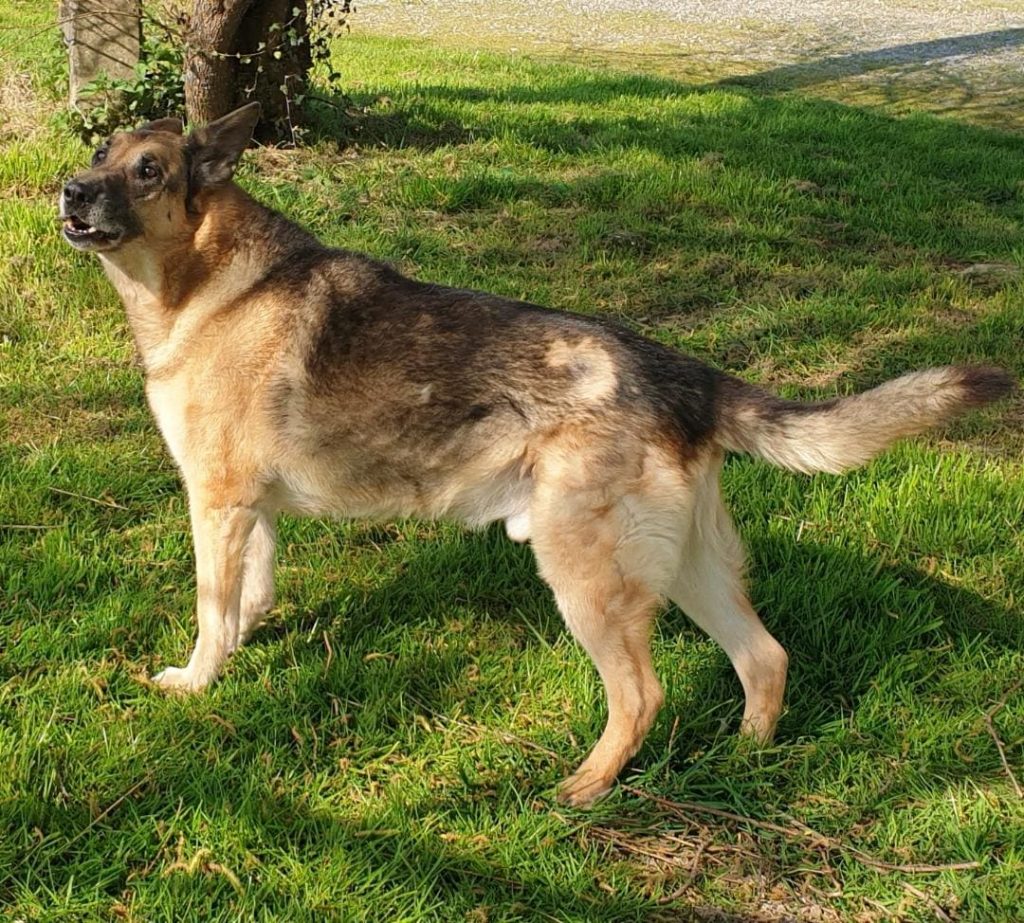 Yoyo, chien adopté à la SPA d'Armor