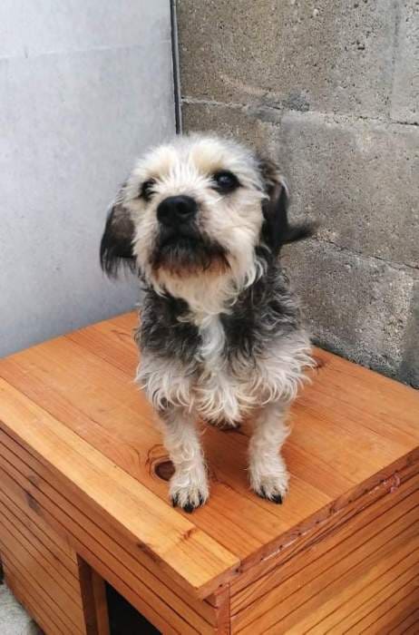 Zina, chien adopté à la SPA des Cailloux à Dijon