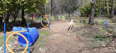 Agility au refuge SOS Foyer Chiens Agés