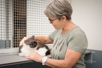 Chat recueilli au refuge de la SPA Canche Authie