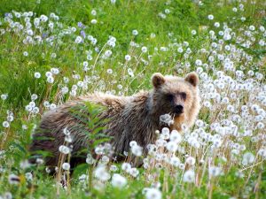 brown-bear-geee381f24_1920