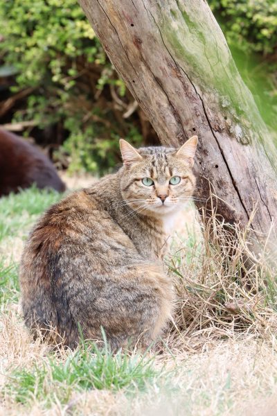 Chat dans le parc de l'association Droit de Vivre