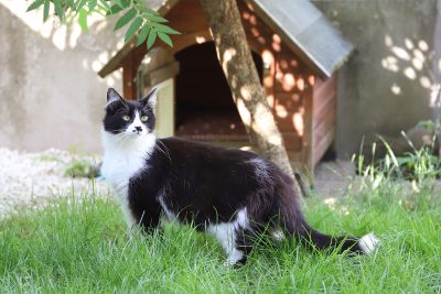 Chat recueilli au refuge de l'association Les Amis des Bêtes