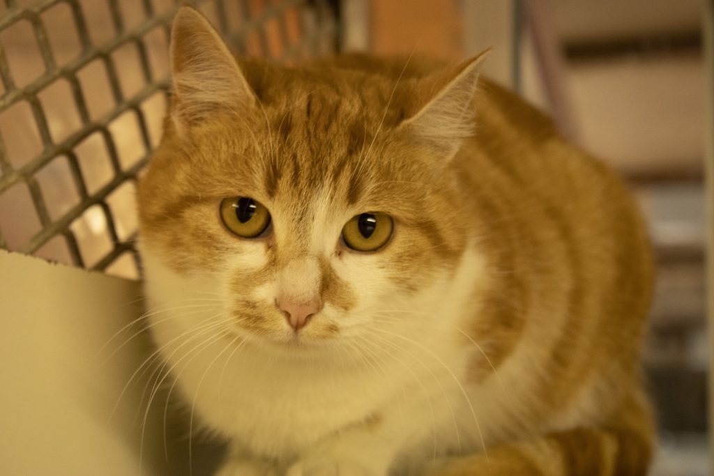 Photo d'un chat au sein de la chatterie de la SPA de Belfort.