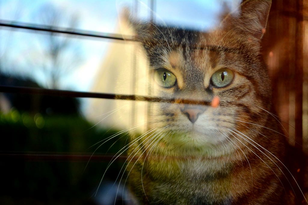 Chat derrière une fenêtre, prix en charge par l'association le regroupement des chats perdus.