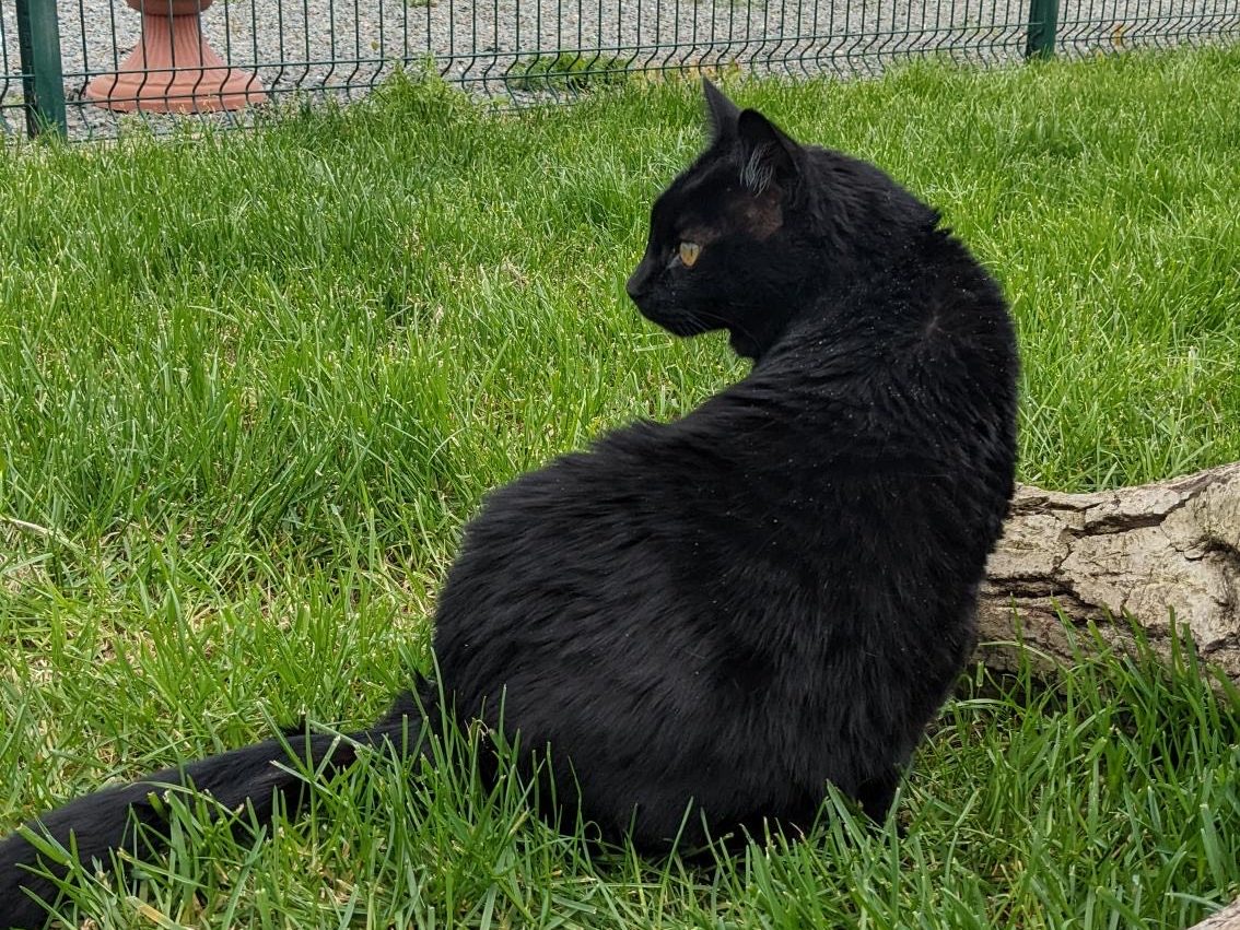 Chat recueilli au refuge de la SPA de La Rochelle