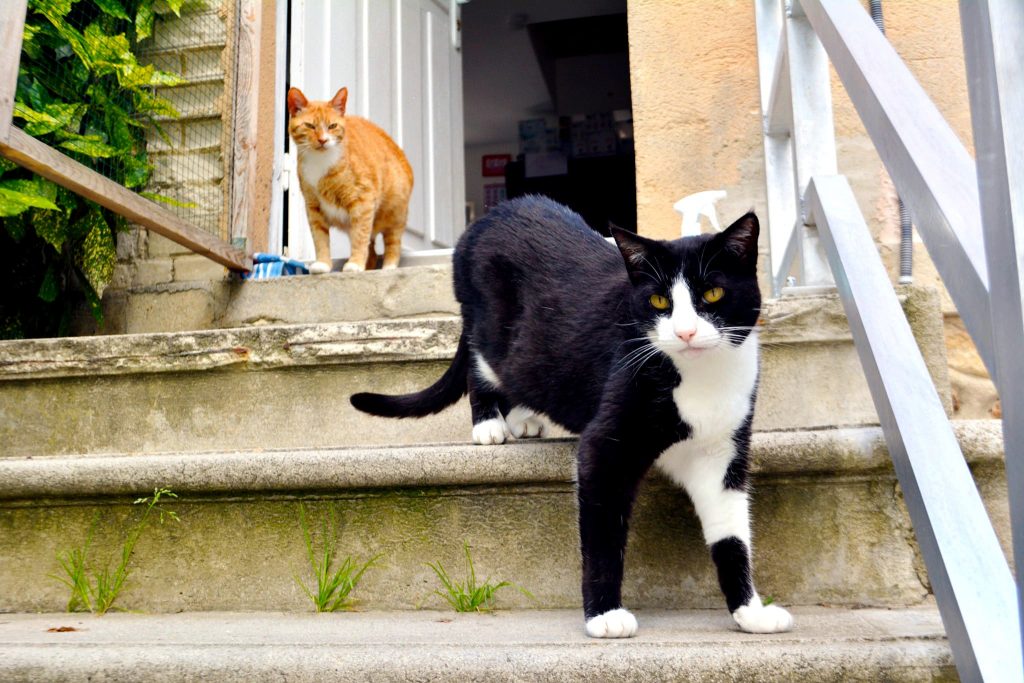 Deux chats sur les marches de l'escalier du refuge de l'association le regroupement des chats perdus. 