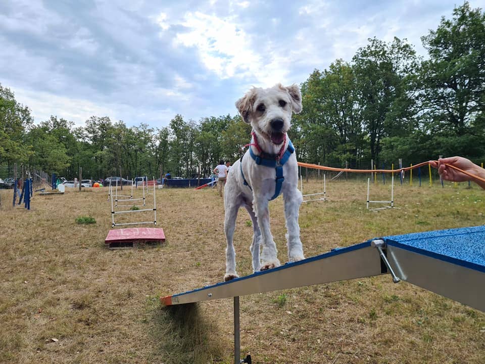 Chien du refuge canin lotois