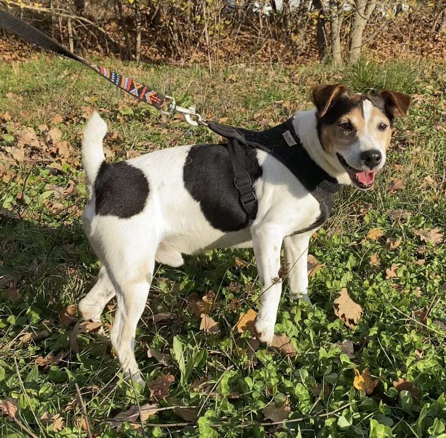 Chien recueilli au sein de SOS Foyer Chiens Agés