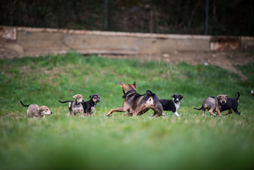 Groupe de chiens courant dans le parc de la SPA de Belfort.